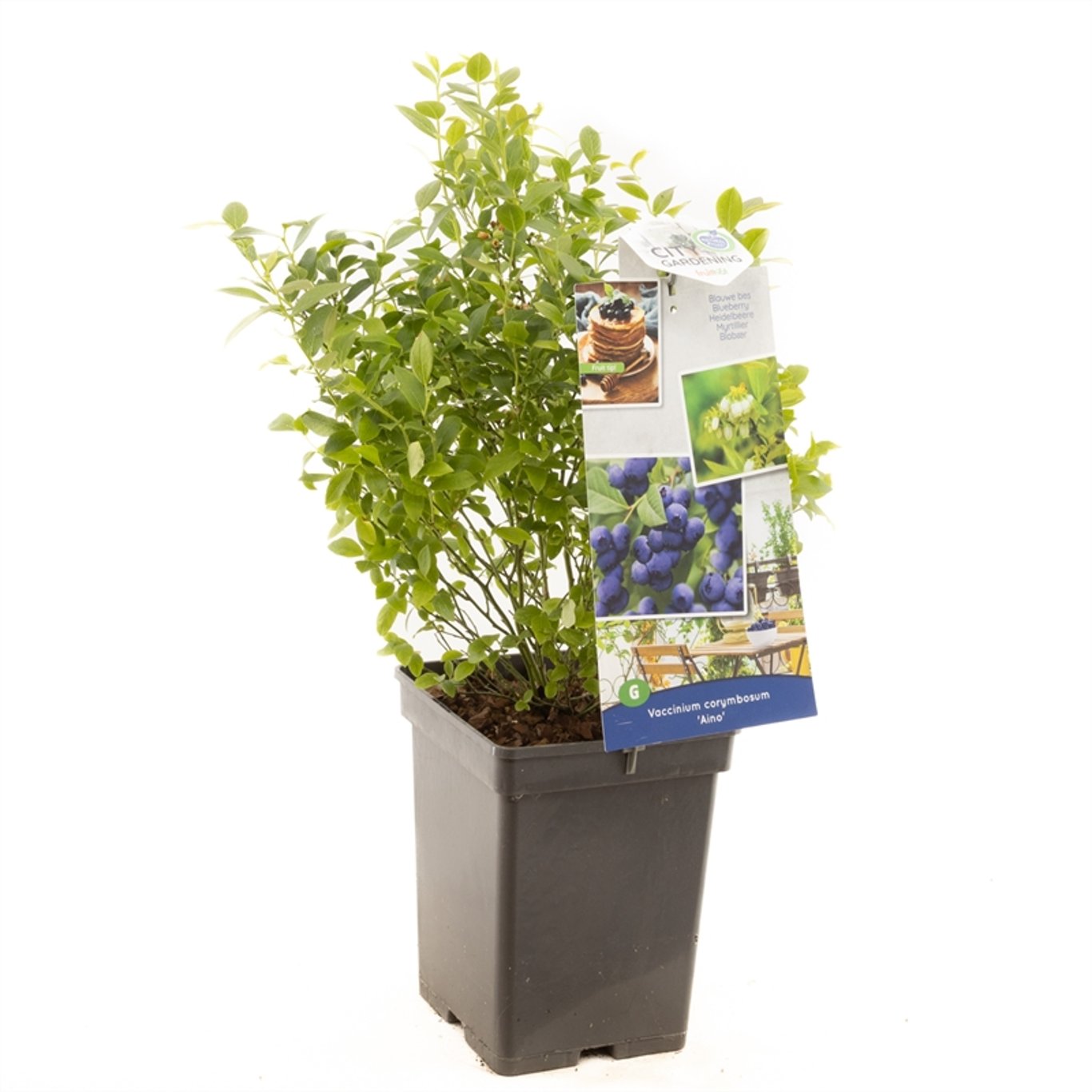 Trädgårdsblåbär – Vaccinium corymbosum 'Aino' - C5 50-60 CM